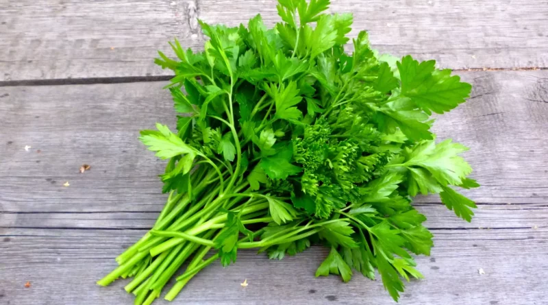 Avantages du persil sur la santé Le persil est une herbe à fleurs largement cultivée qui appartient à la famille des Apiacées. Il est répandu dans la cuisine américaine, européenne et moyen-orientale.