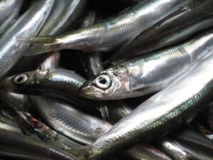 La sardine est un poisson communément pêché dans les eaux côtières du monde entier. C'est un poisson petit et argenté, qui vit en bancs denses dans les eaux côtières de l'océan Atlantique, de la Méditerranée et du Pacifique. Elle est souvent utilisée comme ingrédient dans de nombreux plats, en raison de sa saveur douce et de sa texture tendre.