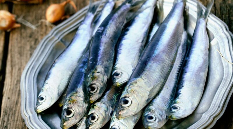 La sardine est un poisson communément pêché dans les eaux côtières du monde entier. C'est un poisson petit et argenté, qui vit en bancs denses dans les eaux côtières de l'océan Atlantique, de la Méditerranée et du Pacifique. Elle est souvent utilisée comme ingrédient dans de nombreux plats, en raison de sa saveur douce et de sa texture tendre.