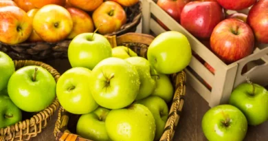 La pomme est bien plus qu'un simple fruit. Elle est un symbole de santé, de diversité et de délice. Qu'elle soit croquée à pleines dents lors d'une balade d'automne ou dégustée sous forme de dessert raffiné, la pomme a une place spéciale dans notre alimentation et notre culture. Alors, la prochaine fois que vous croquerez dans une pomme, souvenez-vous qu'elle est bien plus qu'un simple fruit - c'est un petit trésor de bienfaits pour la santé et de plaisir gustatif.